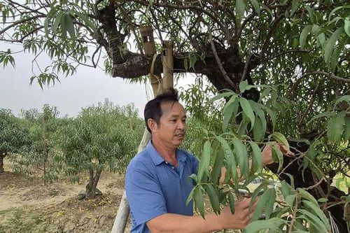 Xã miền núi chuyển mình nhờ cây trồng chủ lực