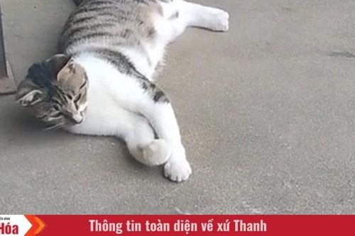 Tôi là Tiểu Bạch và đây là chuyện của lũ mèo chúng tôi: Câu chuyện thứ 12 – 'Chó bắt, mèo xơi'
