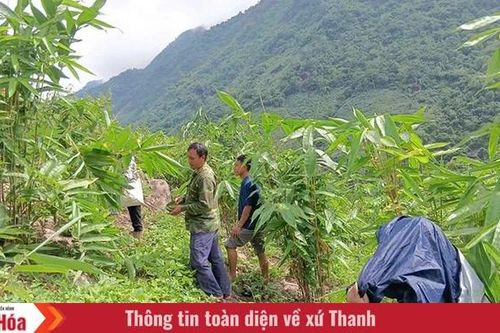 Mường Lý mở rộng diện tích trồng cây giang lấy lá