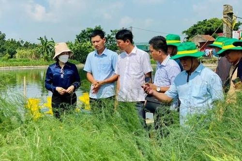 Bắc Ninh: Phát triển mô hình chi, tổ hội nông dân nghề nghiệp