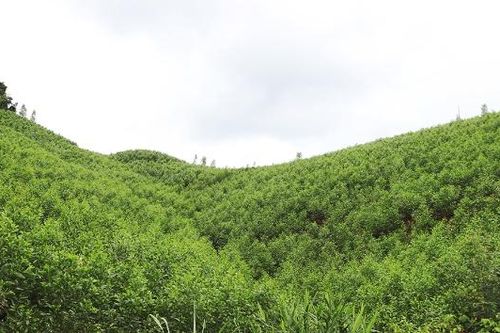 Phê duyệt, công bố kết quả điều tra rừng tỉnh Bắc Ninh