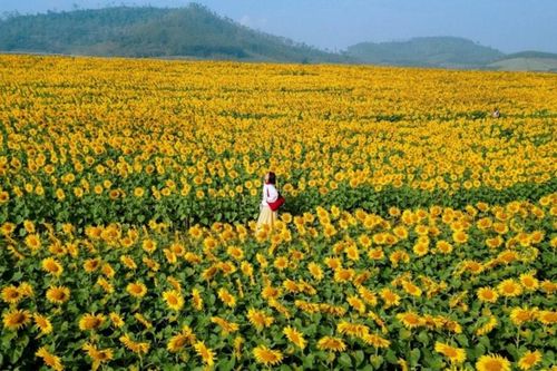 Nghệ An: Trải nghiệm mùa hoa hướng dương rực rỡ tại Nghĩa Lâm