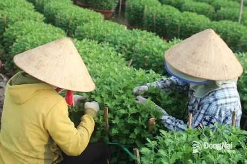 Rộn ràng cùng hoa Tết