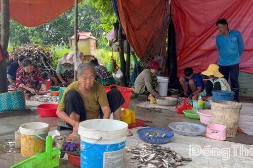 Nhộn nhịp mùa làm mắm cá đồng