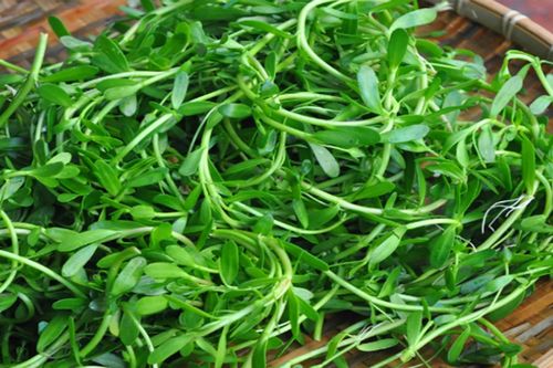 Còn thương rau đắng mọc sau hè...