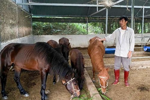 Pa Tần nỗ lực giảm nghèo