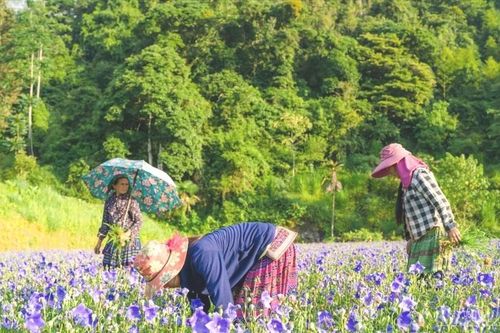 Nông dân Lùng Phình đổi mới sản xuất, nâng cao thu nhập