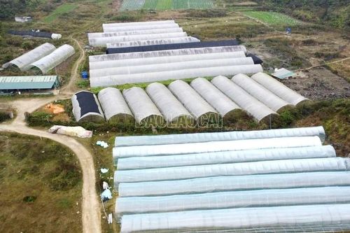 Lùng Phình thu hút đầu tư nông nghiệp tạo sinh kế giảm nghèo cho người dân