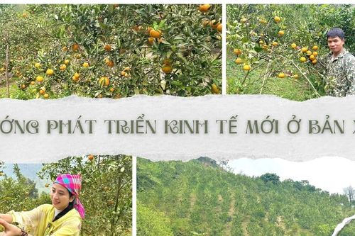 Hướng phát triển kinh tế mới ở Bản Xèo
