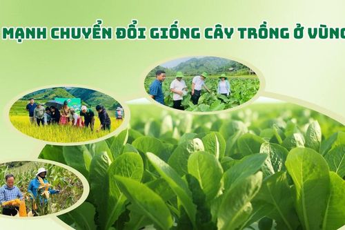 Đẩy mạnh chuyển đổi giống cây trồng ở vùng cao