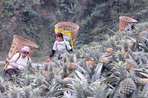Nông dân Bản Lầu chung tay phát triển kinh tế tập thể