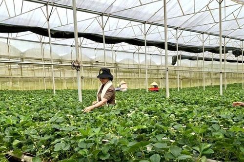 Nghị quyết chuyên đề mở hướng phát triển phường Lang Biang - Đà Lạt