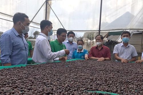 Phát triển bền vững ngành hàng cà phê