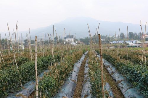 Điều tra vụ gần 1 ha ớt sắp thu hoạch bị phá hoại