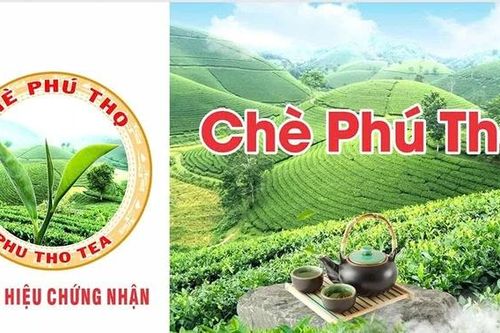 Quản lý và phát triển nhãn hiệu để nâng tầm thương hiệu 'Chè Phú Thọ'