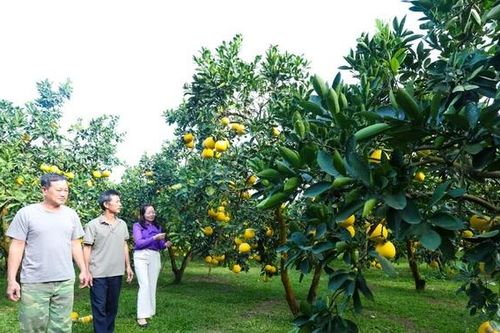 Đại Đồng thu hái 'trái vàng'