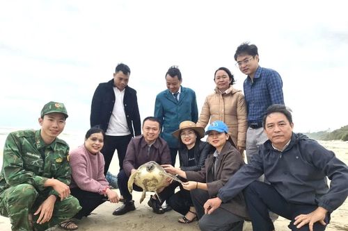 Cứu hộ và thả 1 cá thể rùa quý hiếm nặng 7 kg về biển