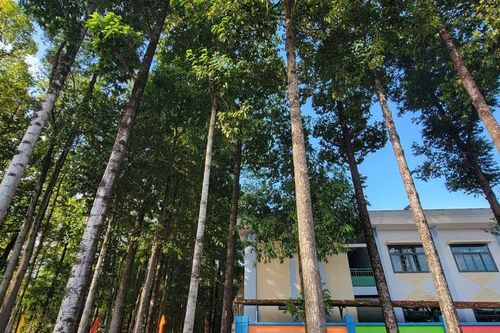 TP. Hồ Chí Minh: Năm 2026 sẽ trồng 15.000 cây xanh phân tán để góp phần bảo vệ môi trường