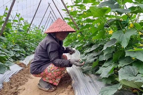 Nông dân Đà Nẵng hối hả cho vụ mùa phục vụ Tết