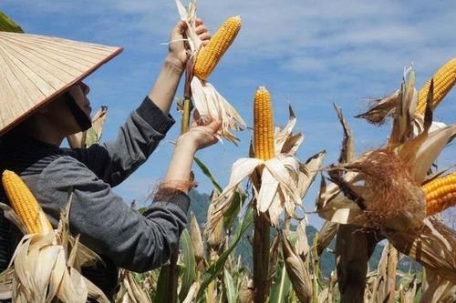 Nhớ vị ngô nướng tuổi thơ