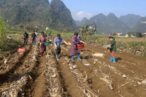 Toàn tỉnh đào tạo nghề cho 982 lao động nông thôn