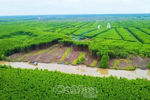 Đánh giá toàn diện hiện trạng rừng, hướng tới phát triển bền vững