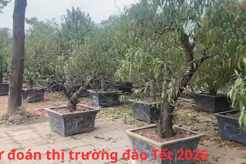 Dự đoán thị trường đào Tết 2026 từ chủ vựa hơn nghìn gốc đào tại Hà Nội