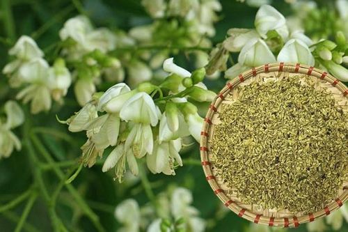 Bài thuốc từ hoa hòe chữa bệnh trĩ chảy máu