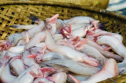 Phát hiện nhiều mẫu cá cháo chứa chất cấm tại các chợ dân sinh