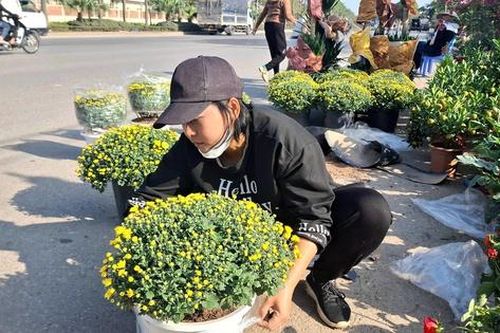 Cúc mâm xôi xuống phố đón Tết từ sớm, giá nhỉnh hơn mọi năm