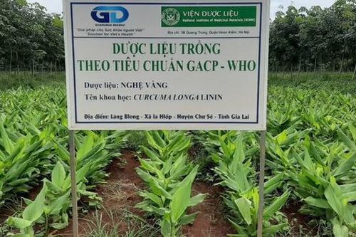 Bảo tồn để phát huy nguồn lực dược liệu quốc gia