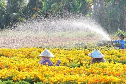 Nghề trồng hoa kiểng Sa Đéc trở thành di sản văn hóa phi vật thể quốc gia