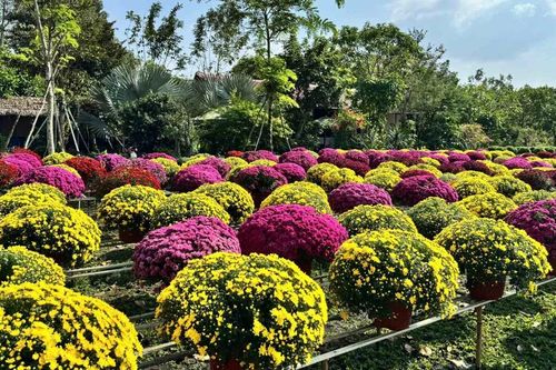 Khai mạc Festival Hoa – Kiểng Sa Đéc lần thứ II