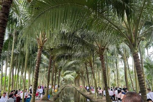 Đám cưới độc đáo tổ chức ở vườn dừa 10.000m² viral mạng xã hội