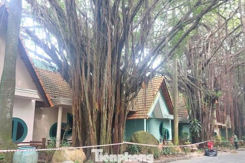 Cận cảnh hàng chục căn villa khu resort ở TPHCM bị phong tỏa vì nứt tường, sập trần