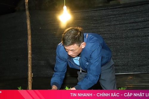 Chong đèn chăm hoa chờ Tết