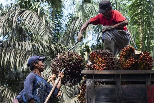 Dầu cọ thắng thế trong thỏa thuận Mỹ - Indonesia