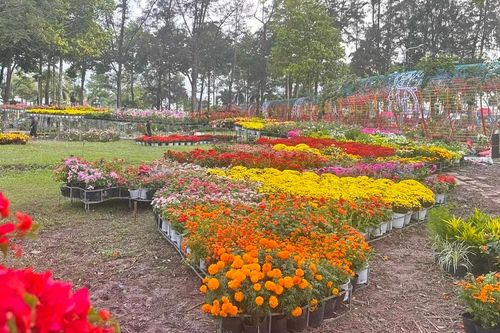 Bản đồ Việt Nam kết từ 1.000 giống hoa gây sốt tại Sa Đéc
