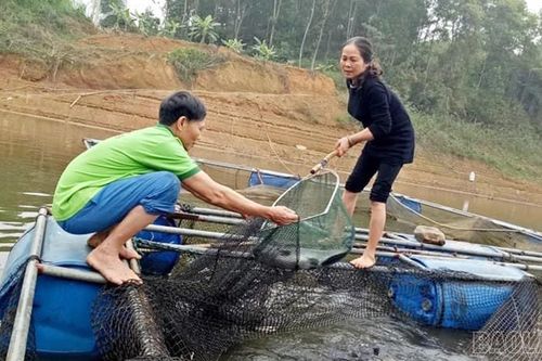 Thủy sản Lào Cai tăng trưởng ổn định, sản lượng vượt 28.000 tấn