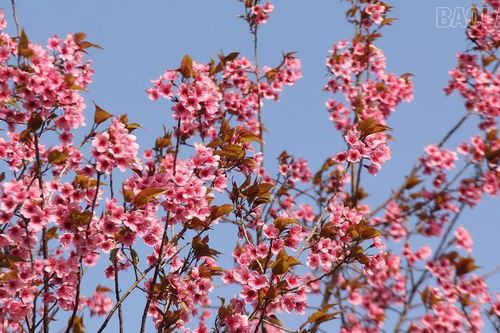 Xã Púng Luông chuẩn bị chuỗi hoạt động chào xuân Bính Ngọ 2026 gắn với trải nghiệm hoa Tớ Dày