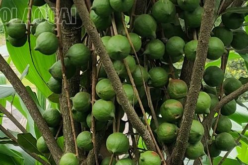 Triển vọng cây mắc ca ở xã Khao Mang