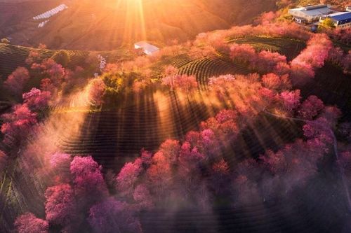 Sa Pa: Đồi chè Ô Quý Hồ và hành trình hồi sinh rừng mai anh đào