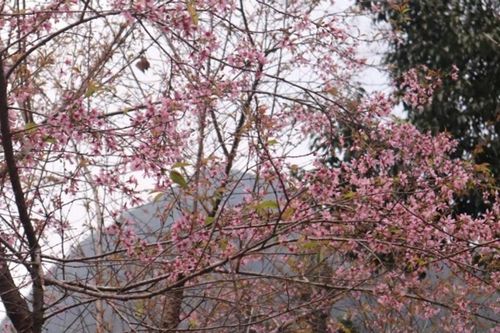 Tuyên Quang: 5 tọa độ ngắm hoa anh đào rực rỡ dịp Tết Dương lịch