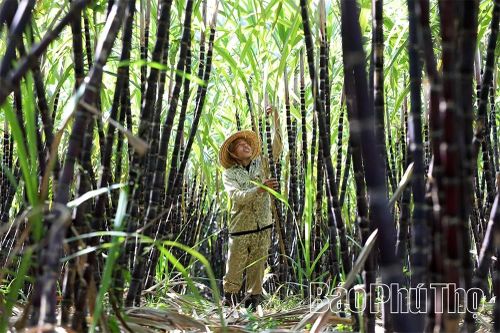 Mía ngọt Mường Thàng