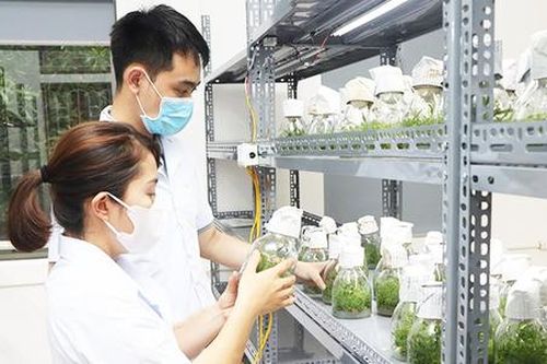 Từ chăn nuôi hươu đến sản xuất cây giống công nghệ cao mang lại doanh thu bạc tỷ ở HTX Xuyên Sơn