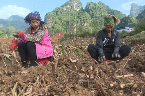 Năm 2025, các chỉ tiêu về trồng trọt của tỉnh cơ bản hoàn thành theo kế hoạch