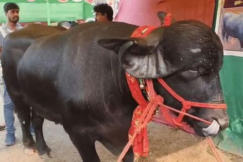 Con trâu dài 2,4 mét được trả 1,4 tỷ đồng, người đàn ông từ chối bán