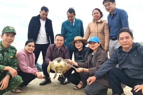Rùa quý hiếm được gắn 'mã định danh' và thả về biển