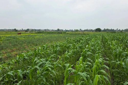 Khai thác hiệu quả lợi thế vụ đông