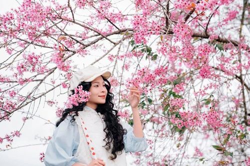 Mai anh đào Đà Lạt bung nở, chọn tour nào để 'săn hoa' trọn vẹn?